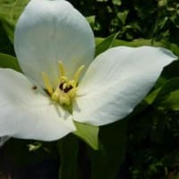 春　満開の花々
