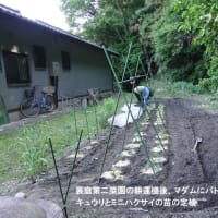 今年２番目の野菜苗の植え付け