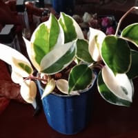 今日はどの植物ちゃんにしようかなぁー？