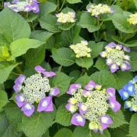 紫陽花の季節