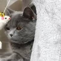 猫タワーとごろ