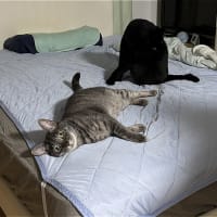 アピールｗ