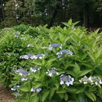 #164 -’25.　神代植物公園のあじさい園