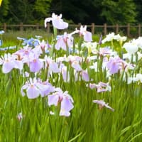 リハビリは嘘をつかない～東村山市：北山公園菖蒲田～