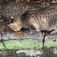 夕ウォーキングの風景。令和7年7月14日。石屋ネコのエサを半黒三毛似が食べるww