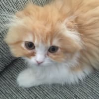 スコティッシュフォールドの兄弟の写真だよ！