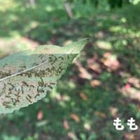 時期の防除「ハスモンヨトウ」と薬剤情報‥『アグリ通信.ACERA』 第57巻 通刊629