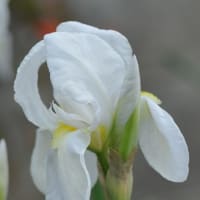 白い花