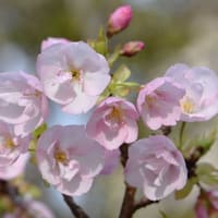 鉢植えの「旭山桜」