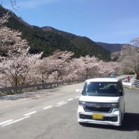中津の桜