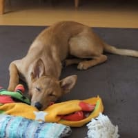 天使からの贈り物