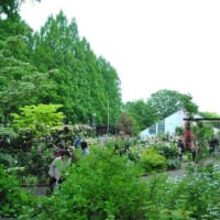 光が丘公園　イチョウ並木　　　17