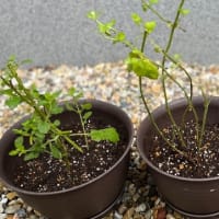 届いたハーブ苗