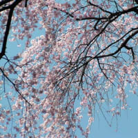 桜の記憶・六義園