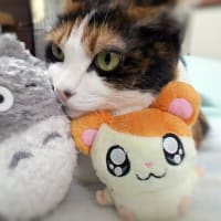 今日は特別な日　(=^^=)