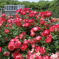 バラが見頃です：須磨離宮公園(神戸市)