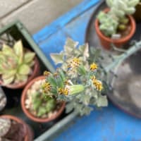 多肉の子株を植えてみた
