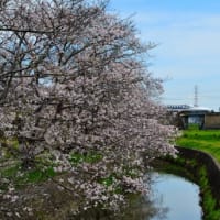 近江八幡の桜