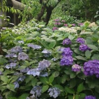 紫陽花満開