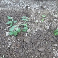 トマト苗植える