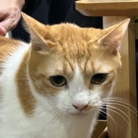 看板猫のいるお店で猫飲み 2 (2311-2)