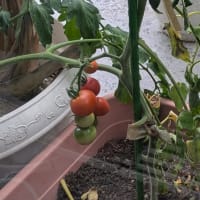 ようやく赤く