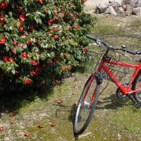 赤い自転車　23