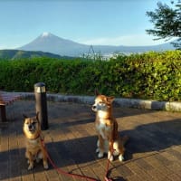 GWの犬連れ旅行・その7 富士川SAで車中泊そして帰路