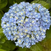 紫陽花