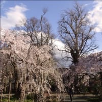法幢寺の桜