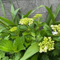 門真試験場で免許更新をして来ました😊