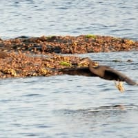 09/13探鳥記録写真-2：狩尾岬の鳥たち（クロサギの瀬渡り模様、イソヒヨドリ、）