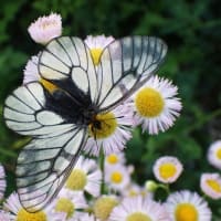ウスバシロチョウ　家の周りでも飛び回っています