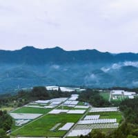 生坂産ぶどう「イクサカラット」の生い立ちと草尾上野ぶどう畑上空からの風景