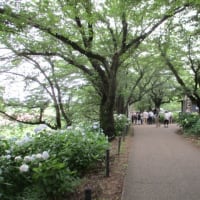 ～あじさいの花が見頃です～