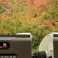 紅葉の叡電へ