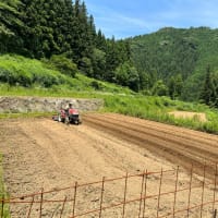 小豆、黒大豆種まき