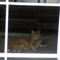 格子戸の中　Un chat du fond d’un porte.