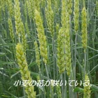 　秋まき小麦の豊作が期待・・