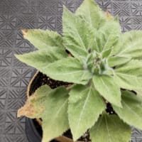 つぼみができてた