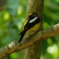 narcissus flycatcher　初めて撮影
