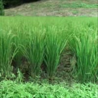 黒米ができ始めました