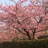 花開く河津桜