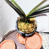 紅梅牡丹