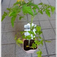 家庭菜園「キュウリ・ミニトマト」