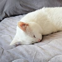 「ヘチマ」それとも「なが餅」？