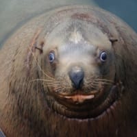 ウマの道はシカ　