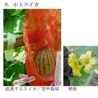 夏野菜への水やりと収穫　　－ 2025.6下 －