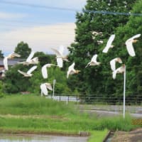 飛ぶアマサギ