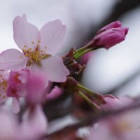 新川通の #桜 が咲いてきました。びっくり。